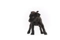 Black Patterdale terrier puppy