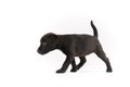 Black Patterdale terrier puppy