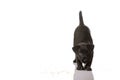 Black Patterdale Terrier Puppy on White Background