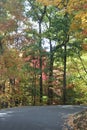 Black paved road lined by yellow red fall trees