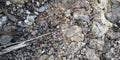 black pebbles background detail nature landscape Royalty Free Stock Photo