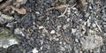 black pebbles background detail nature landscape Royalty Free Stock Photo