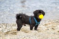 Black Pekingese dog on the beach