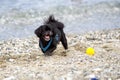 Black Pekingese dog on the beach Royalty Free Stock Photo