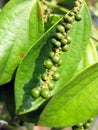 Black pepper Royalty Free Stock Photo