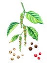 Black pepper branch with ripening fruits and products from it