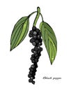 Black pepper colorful vector illustration.Vintage ink hand drawn pepper, isolated on white background.Sprig of pepper