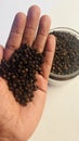 black pepper in hand Royalty Free Stock Photo