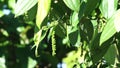 Black pepper (Piper nigrum, peppercorn, merica, lada, sahang) on the tree