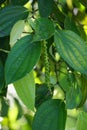 Black pepper (Piper nigrum, peppercorn, merica, lada, sahang) on the tree