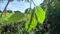 Black pepper (Piper nigrum, peppercorn, merica, lada, sahang) on the tree