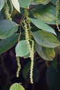 Black pepper (Piper nigrum, peppercorn, merica, lada, sahang) on the tree