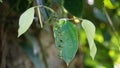 Black pepper (Piper nigrum, peppercorn, merica, lada, sahang) on the tree