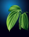 Black pepper plant