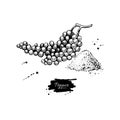 Black pepper plant branch vector drawing with powder. Vintage hand drawn spice sketch.