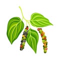 Black pepper plant with green leaves and peppercorns. Natural organic herb spice vector illustration Royalty Free Stock Photo