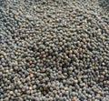 Black pepper seeds. It is Fast yielding seeds. Royalty Free Stock Photo