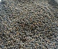 Black pepper seeds. It is Fast yielding seeds. Royalty Free Stock Photo