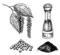 Black pepper set vector illustration. A bunch of pepper, mill, dried seeds, plant, ground powder. Vintage drawn sketch Royalty Free Stock Photo