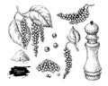 Black pepper vector drawing set. Peppercorn heap, mill, dryed seed, plant, grounded powder. Royalty Free Stock Photo