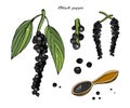 Black pepper vector illustration.Vintage ink hand drawn pepper, isolated on white background.Sprig of pepper with leaves