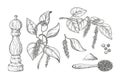 Black pepper vector illustration. Vintage sketch element for labels, packaging design. Royalty Free Stock Photo