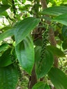 Black pepper vine - Piper Nigrum - green drupes with leaves in Sri Lanka