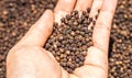 Black Peppercorns on hand. Peppercorn Varieties. Milled black pepper.and Black pepper grains as background close up