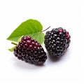 Boysenberry Duo: Dark Magenta And Light Black On White Background