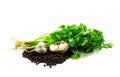 Black peppers,garlic, coriander solated on whtie background Royalty Free Stock Photo
