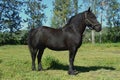 Black Percheron Draft Horse Pose