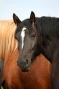 Black percheron stallion portrait in the herd Royalty Free Stock Photo