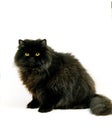 BLACK PERSIAN CAT, ADULT AGAINST WHITE BACKGROUND Royalty Free Stock Photo