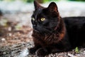 Black Persian cat with green eyes sits on the lawn resting. macro photo Royalty Free Stock Photo