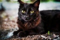 Black Persian cat with green eyes sits on the lawn resting. macro photo Royalty Free Stock Photo