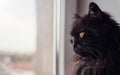 Black Persian cat looking from the window Royalty Free Stock Photo