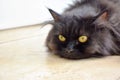 Black Persian cat lying on the floor at home. Deep thought cat face. Royalty Free Stock Photo