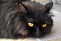 Black Persian cat lying on the rug at home. Royalty Free Stock Photo