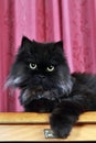 Black Persian cat posing Royalty Free Stock Photo