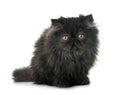 Black persian kitten Royalty Free Stock Photo