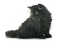 Black persian kitten Royalty Free Stock Photo
