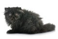 Black persian kitten Royalty Free Stock Photo