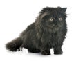 Black persian kitten Royalty Free Stock Photo