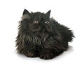 Black persian kitten Royalty Free Stock Photo