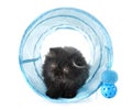 Black persian kitten Royalty Free Stock Photo