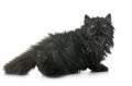 Black persian kitten Royalty Free Stock Photo