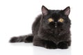 Black Persian kitten lying on white background Royalty Free Stock Photo