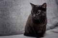 Black pet cat sitting on the sofa and looking at something very concentrated Royalty Free Stock Photo