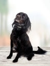 Black dog hoping for walkies on pale background. Sitting and attentive.