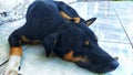 Black pet dog relaxing sleeping on the terrace